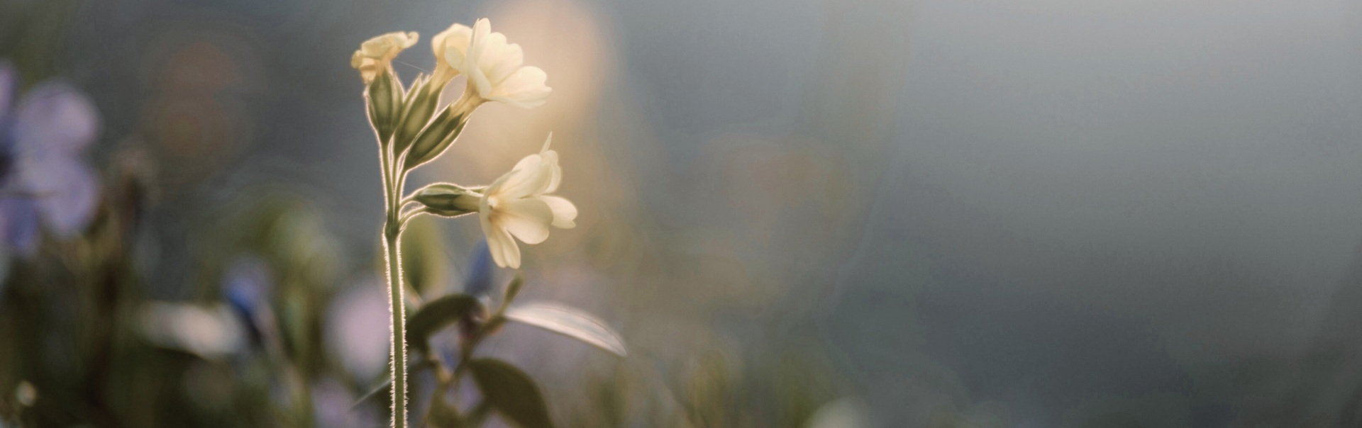 Eine Blume im sanften Licht